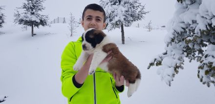 Giant aziz bernard yavrular