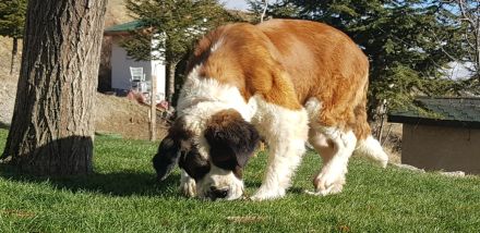 Giant aziz bernard yavrular