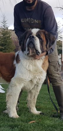 Giant aziz bernard yavrular