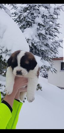 Giant aziz bernard yavrular