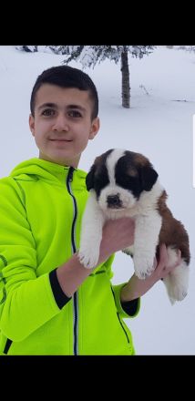 Giant aziz bernard yavrular