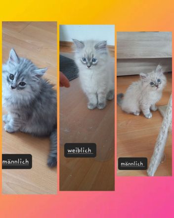 BKH Kitten ab sofort