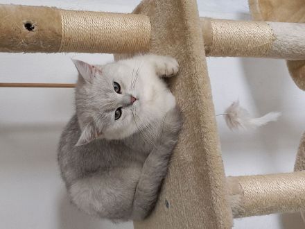 BKH Kitten ab sofort