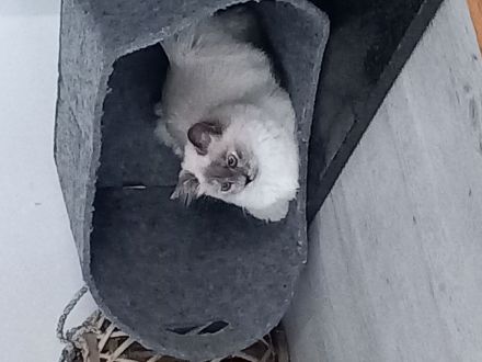 BKH Kitten ab sofort