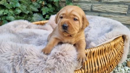Labrador Foxred Welpen