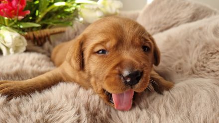 Labrador Foxred Welpen