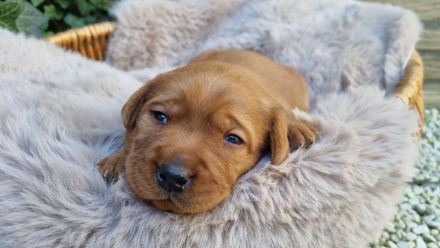 Labrador Foxred Welpen