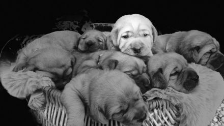 Labrador Foxred Welpen