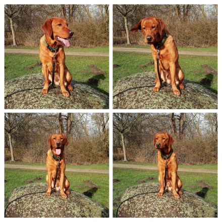 Labrador Foxred Welpen