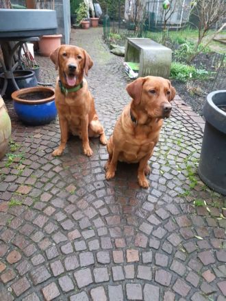 Labrador Foxred Welpen