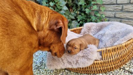 Labrador Foxred Welpen