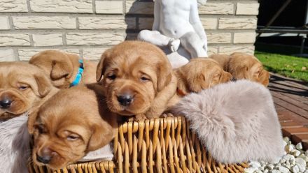 Labrador Foxred Welpen