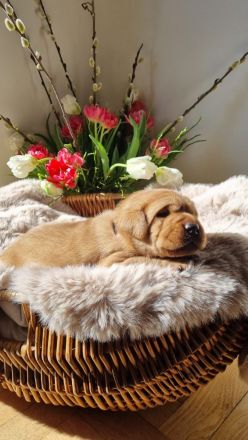 Labrador Foxred Welpen