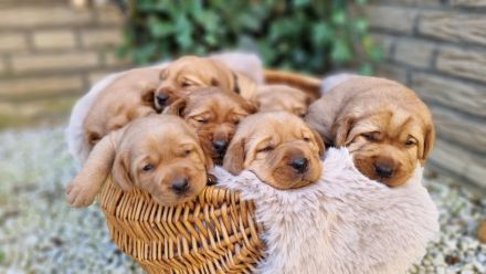 Labrador Foxred Welpen