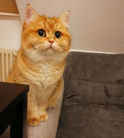 Britisch kurzhaar black golden shaded ny 11 und black golden tipped ny 24