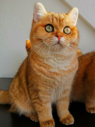 Britisch kurzhaar black golden shaded ny 11 und black golden tipped ny 24