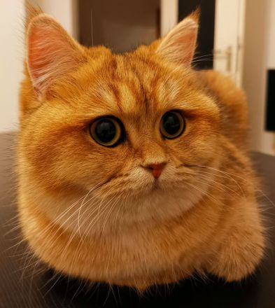 Britisch kurzhaar black golden shaded ny 11 und black golden tipped ny 24