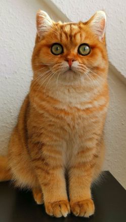 Britisch kurzhaar black golden shaded ny 11 und black golden tipped ny 24