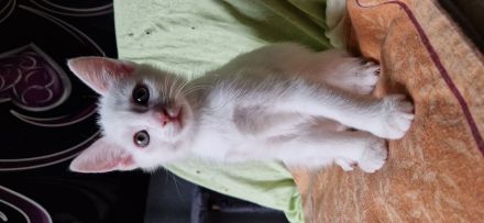 Babykatzen ab Ende April abzugeben