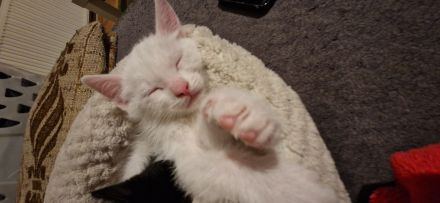 Babykatzen ab Ende April abzugeben