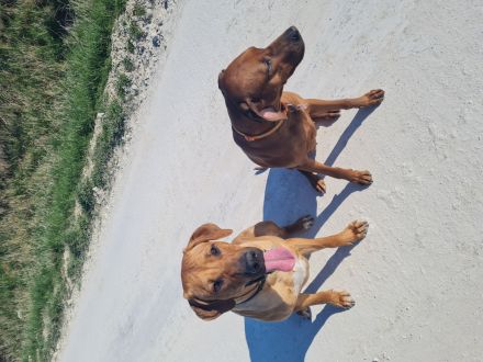 Wurfplanung/Ankündigung Rhodesian Ridgeback Welpen Nov 23