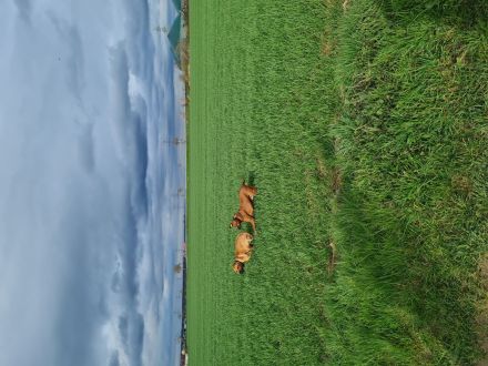 Wurfplanung/Ankündigung Rhodesian Ridgeback Welpen Nov 23