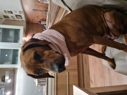 Wurfplanung/Ankündigung Rhodesian Ridgeback Welpen Nov 23