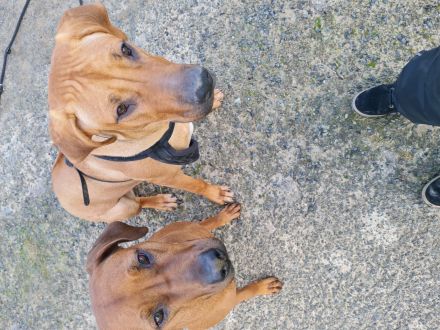 Wurfplanung/Ankündigung Rhodesian Ridgeback Welpen Nov 23