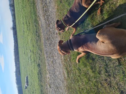 Wurfplanung/Ankündigung Rhodesian Ridgeback Welpen Nov 23