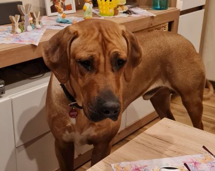 Wurfplanung/Ankündigung Rhodesian Ridgeback Welpen Nov 23