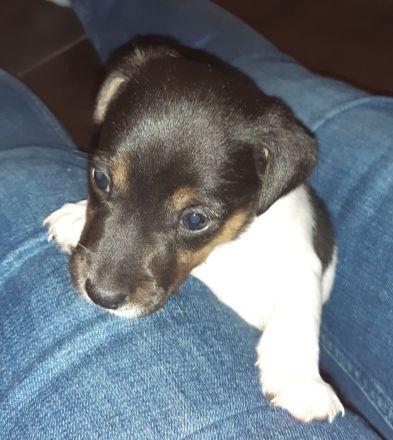 Parson Jack-Russell-Terrier-Welpen