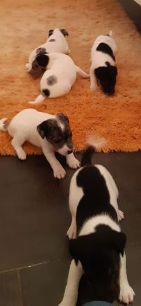 Parson Jack-Russell-Terrier-Welpen
