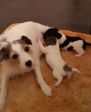 Parson Jack-Russell-Terrier-Welpen