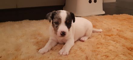 Parson Jack-Russell-Terrier-Welpen