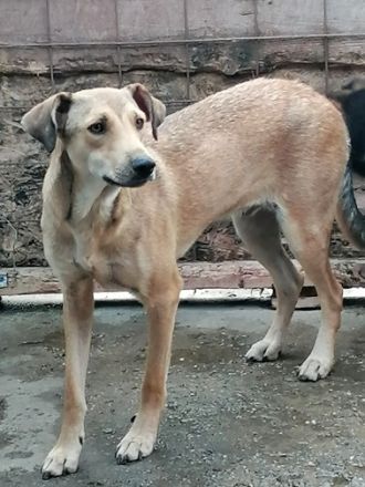 Leo, freundlich aber zurückhaltend