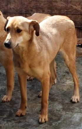 Leo, freundlich aber zurückhaltend