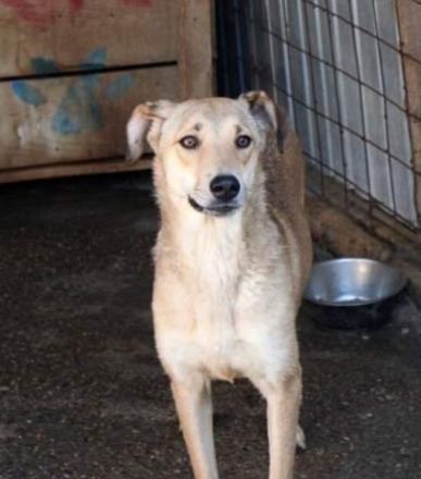 Leo, freundlich aber zurückhaltend