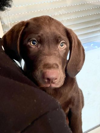 Drei Labrador Welpen suchen eine neue Familie