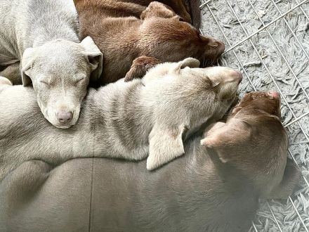 Drei Labrador Welpen suchen eine neue Familie