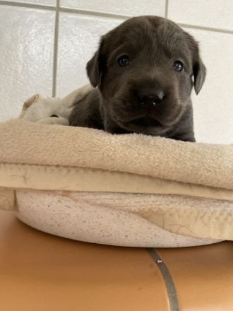 Labradorwelpen in der schönen Farbe charcoal mit Papieren