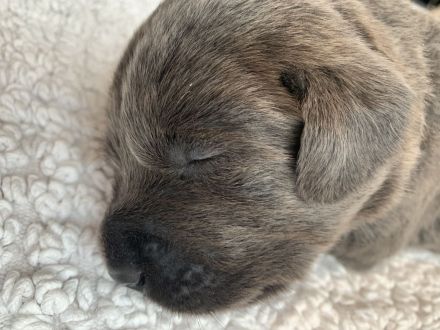 Labradorwelpen in der schönen Farbe charcoal mit Papieren