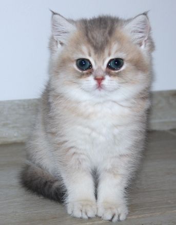 BKK Kätzchen mit Stammbaum und Impfungen, Eltern beide Champion, Kitten