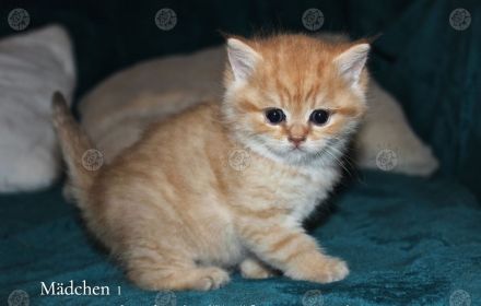 BKK Kätzchen mit Stammbaum und Impfungen, Eltern beide Champion, Kitten