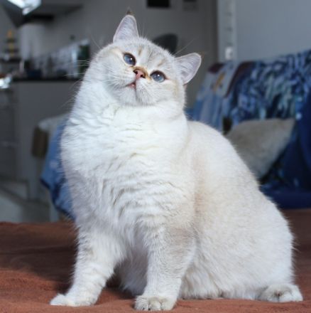 BKK Kätzchen mit Stammbaum und Impfungen, Eltern beide Champion, Kitten