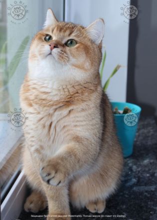 BKK Kätzchen mit Stammbaum und Impfungen, Eltern beide Champion, Kitten