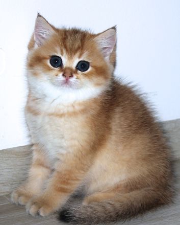 BKK Kätzchen mit Stammbaum und Impfungen, Eltern beide Champion, Kitten