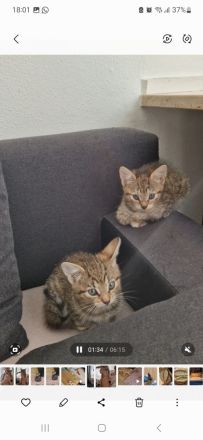Katzenbabys/Kitten