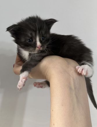 Wunderschöne reinrassige Maine Coon Kitten