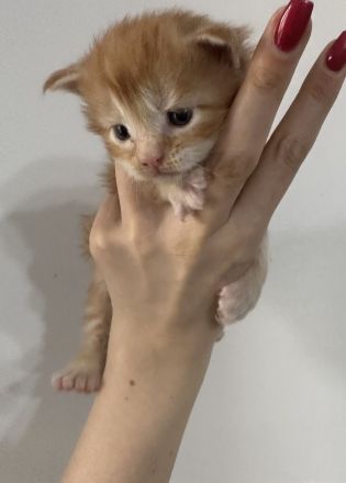 Wunderschöne reinrassige Maine Coon Kitten