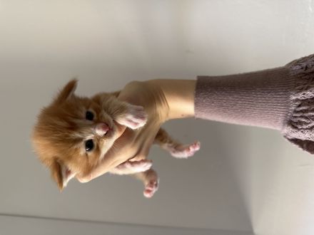 Wunderschöne reinrassige Maine Coon Kitten